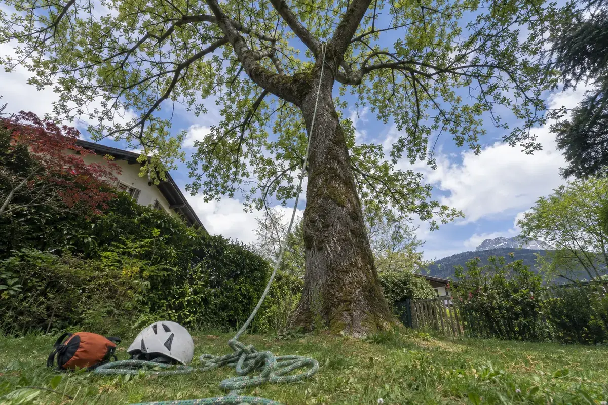 Corde d’élagage tendue depuis la fourche d’un grand frêne jusqu’à la pelouse, casque et sac à lancer posés au pied de l’arbre