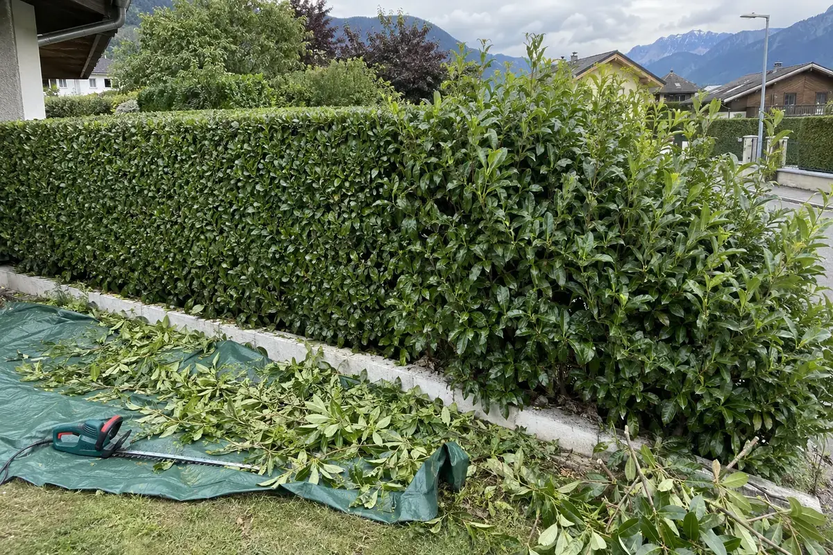 Haie de laurier-cerise en cours de taille, branches coupées ramassées sur une bâche verte, taille-haie posé dessus